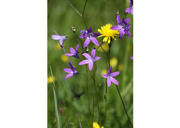 Wiesen-Glockenblume (Campanula patula) - © Emanuel Trummer